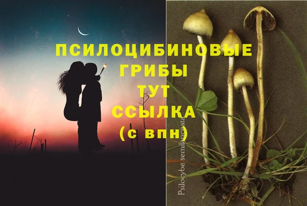 стаф Ессентукская